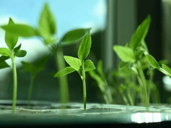 Young seedlings in a propagation tray